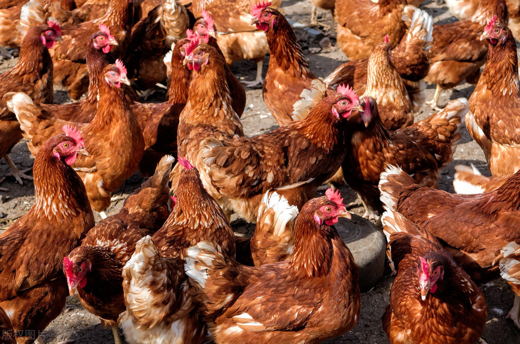 创业养鸡需要注意什么,养鸡的创业模式是什么样的