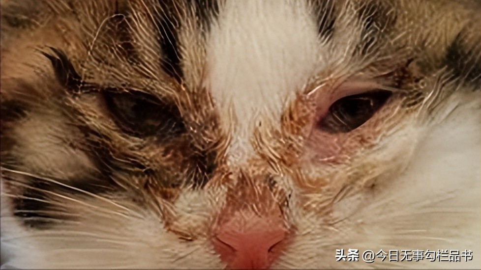 猫疱疹三天自愈的最佳方法,猫咪疱疹怎么治疗最有效