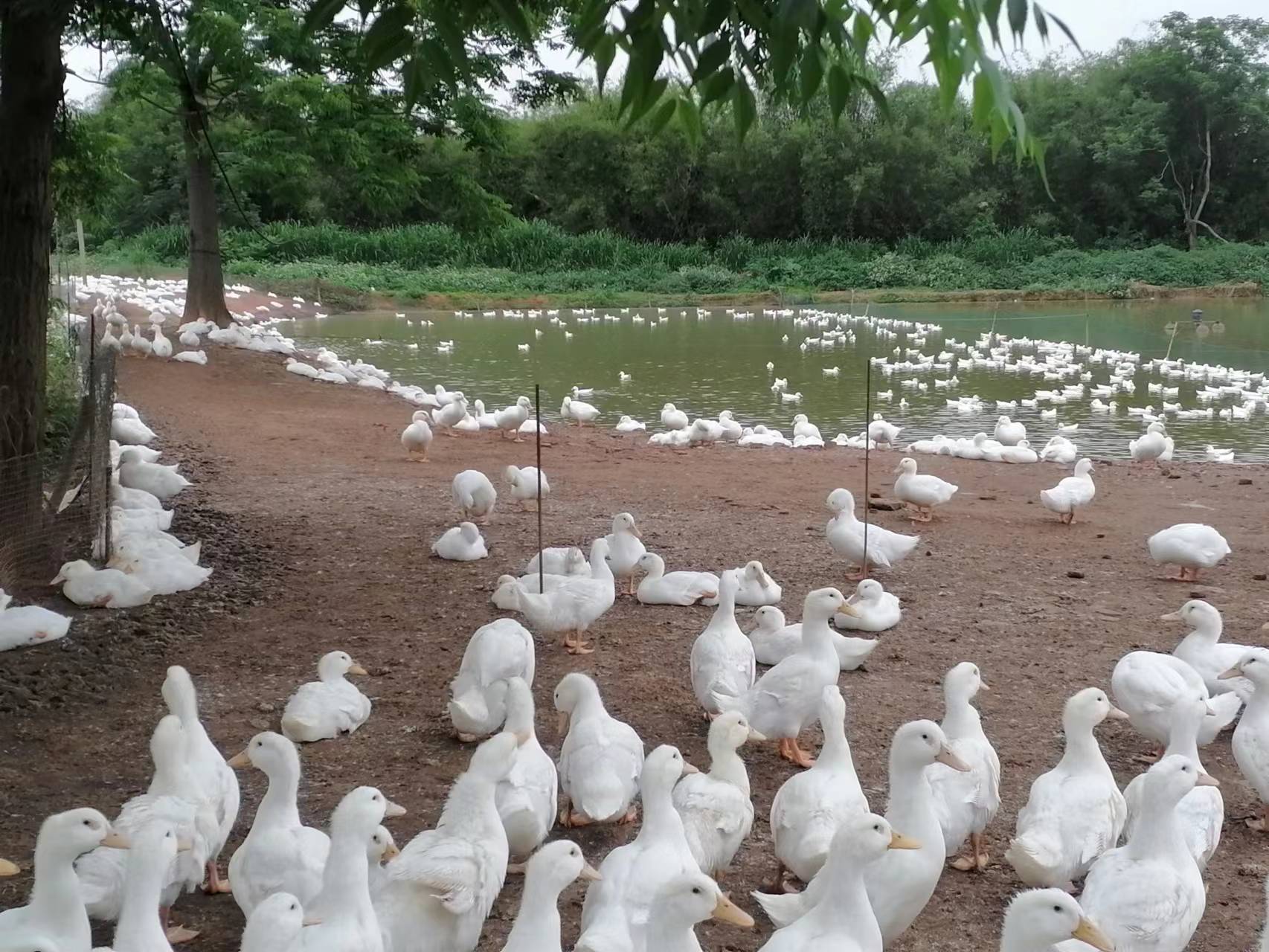 新手养鸡好还是养鸭好,新手养鸭