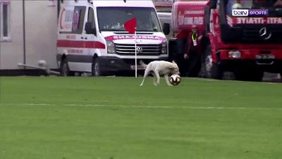 狗子突然冲进足球场，霸占足球中断比赛，但结局很可爱！