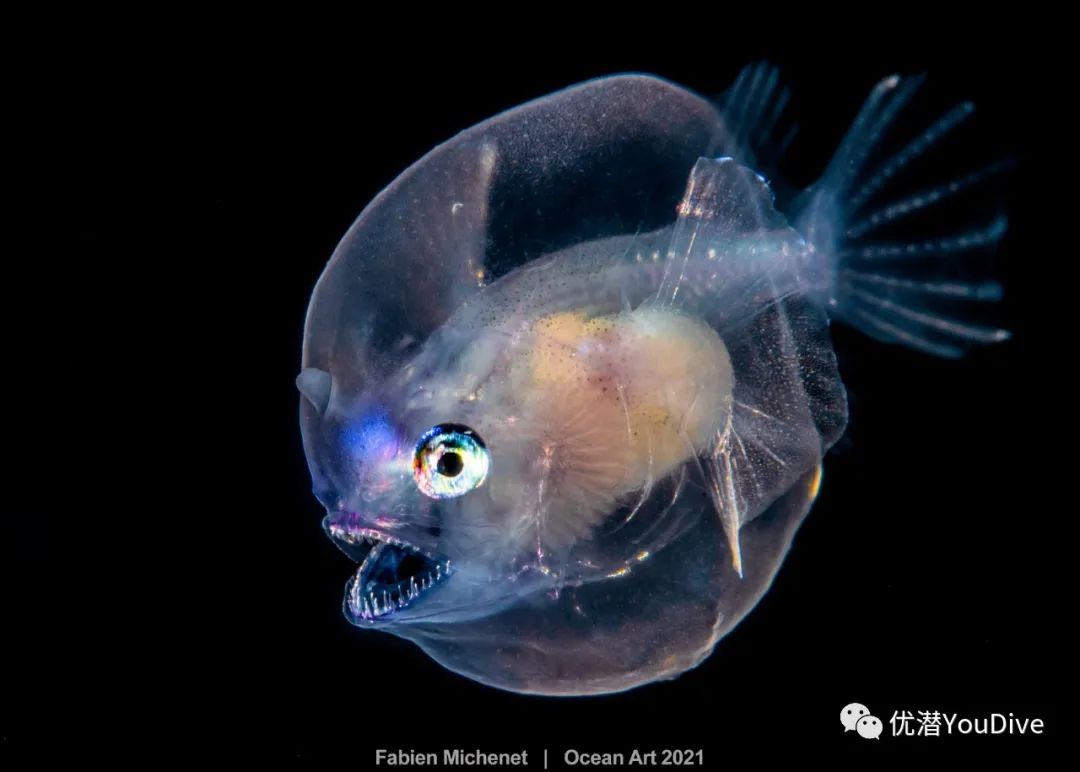 大海水下摄影作品欣赏,oceanart