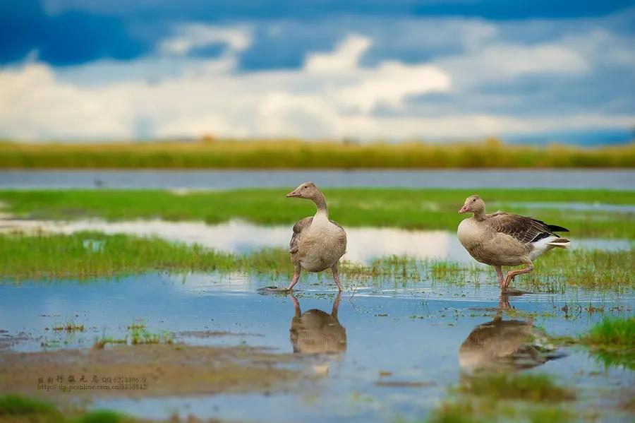 甘南的真正样子,甘南为什么划分甘肃