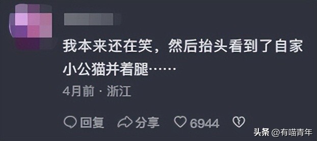 猫咪坐姿分辨性别,猫咪坐姿判断性别