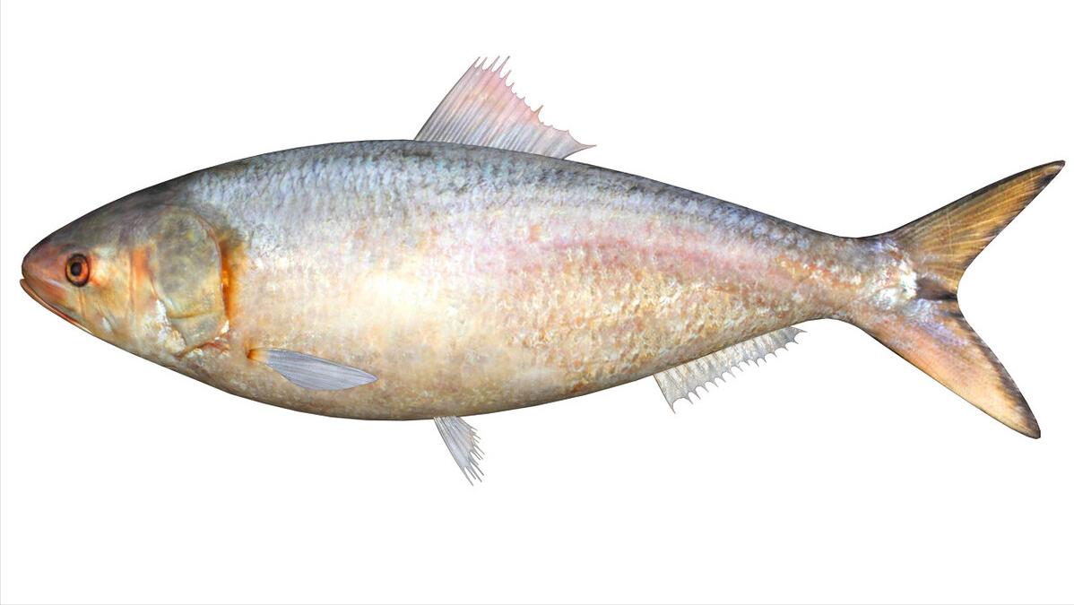 长江出现神秘物种“鳤”,长江禁渔出现新物种