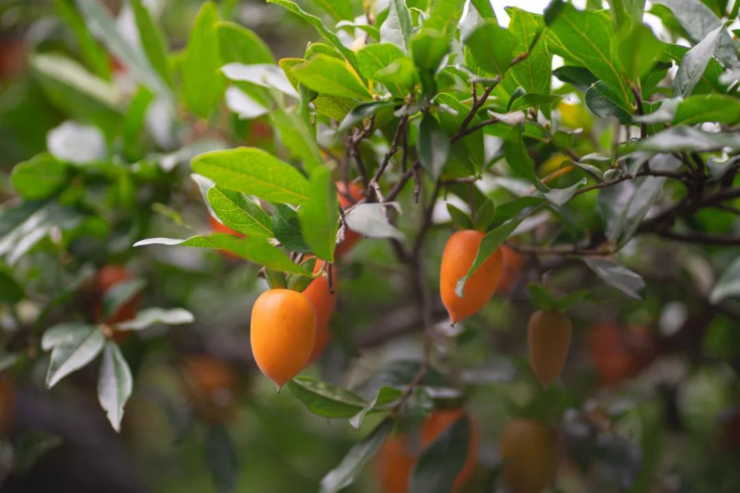 今日秋分丨秋实春华，草堂浮生