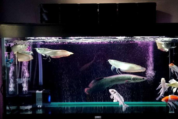 银龙鱼幼苗怎么养及喂养技巧,银龙鱼的饲养条件苛刻吗