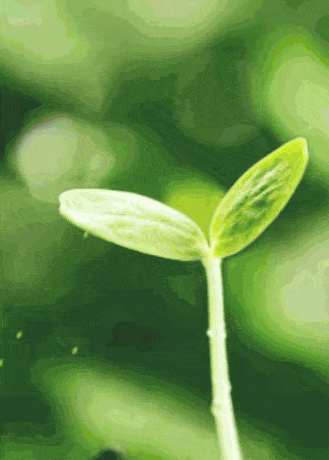 读散文成长,春天里的成长散文