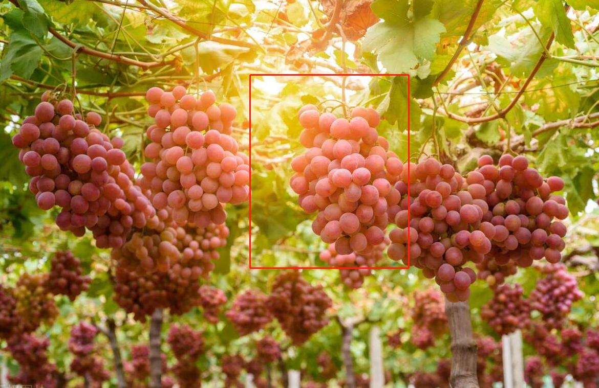 南方地区葡萄修剪过程,南方地区葡萄种植