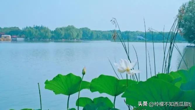 夏日荷花编绳教程,夏日荷花季怎么用诗句赞美荷花