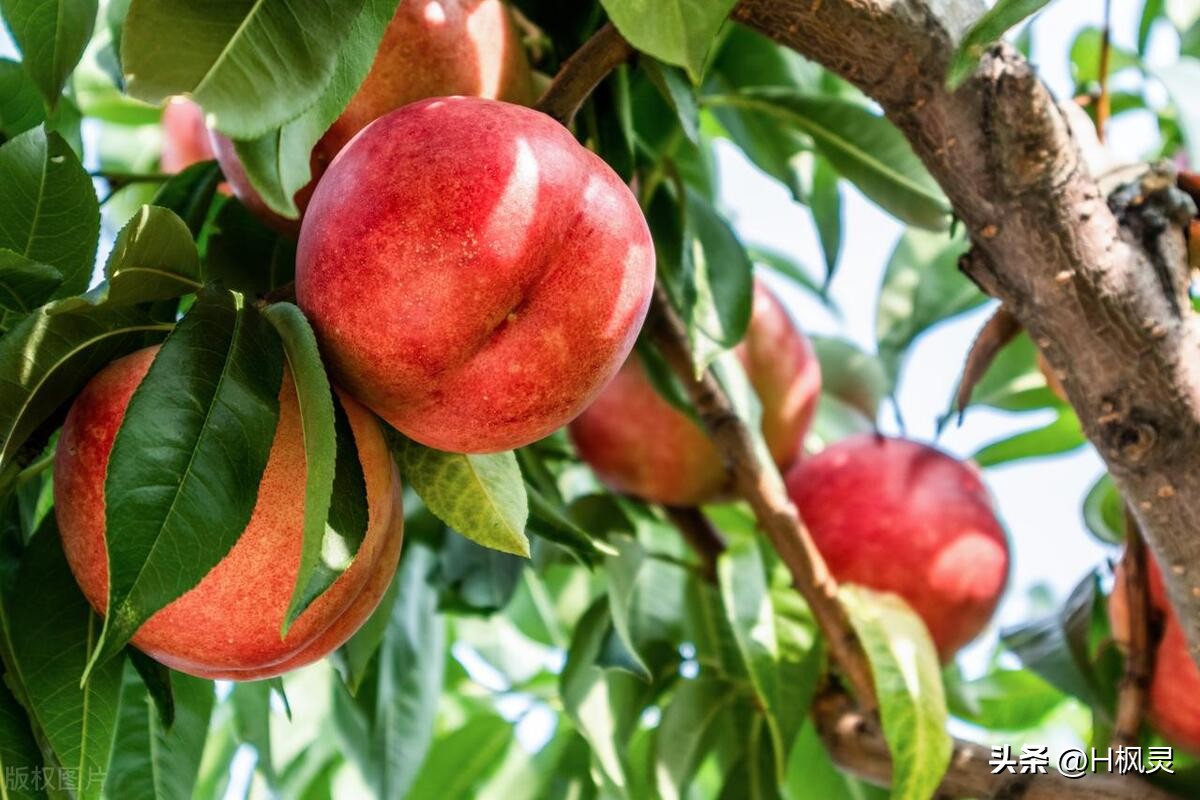 水果营养特点汇总,满满的干货知识水果的营养科普