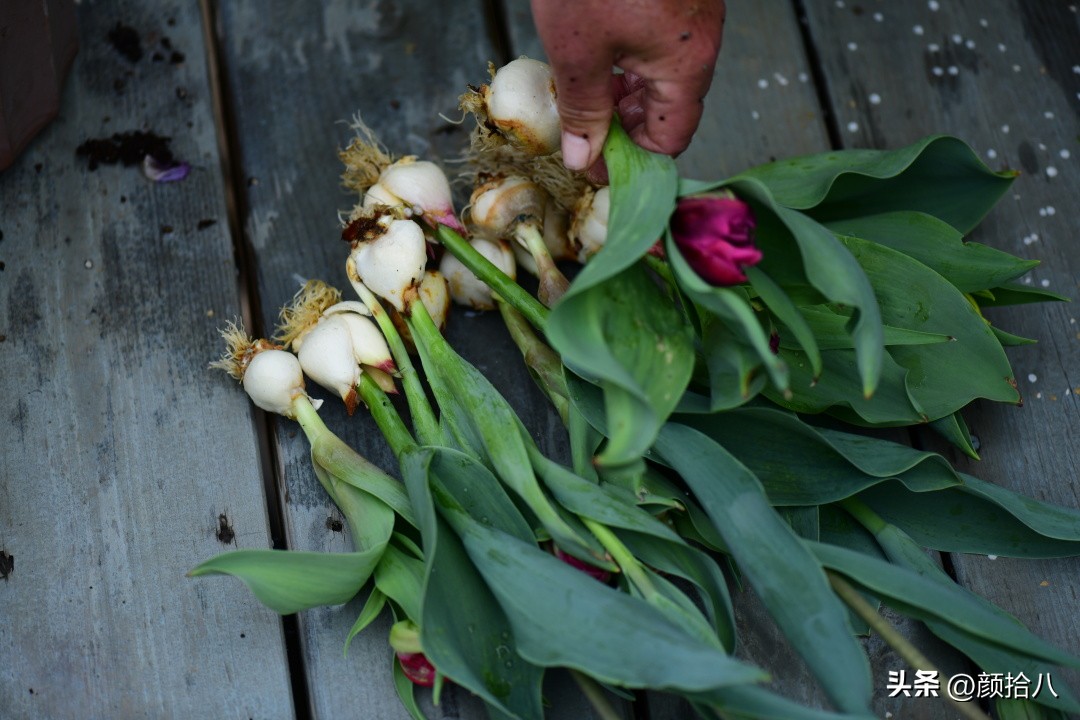 盘点今年河马花园里最美的几款郁金香|园丁