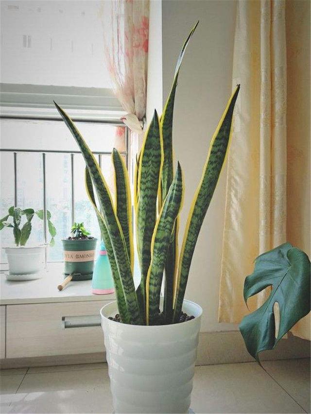 夜间能“制氧气”的10种花，建议卧室养一盆，温馨还能助睡眠