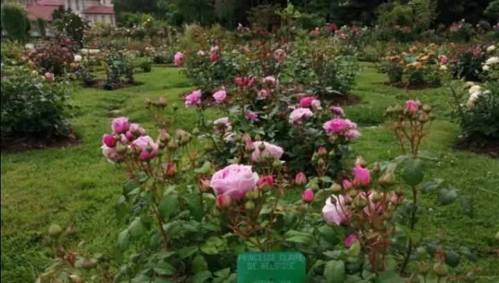 法国玫瑰花园,法国玫瑰花香沐浴露正品