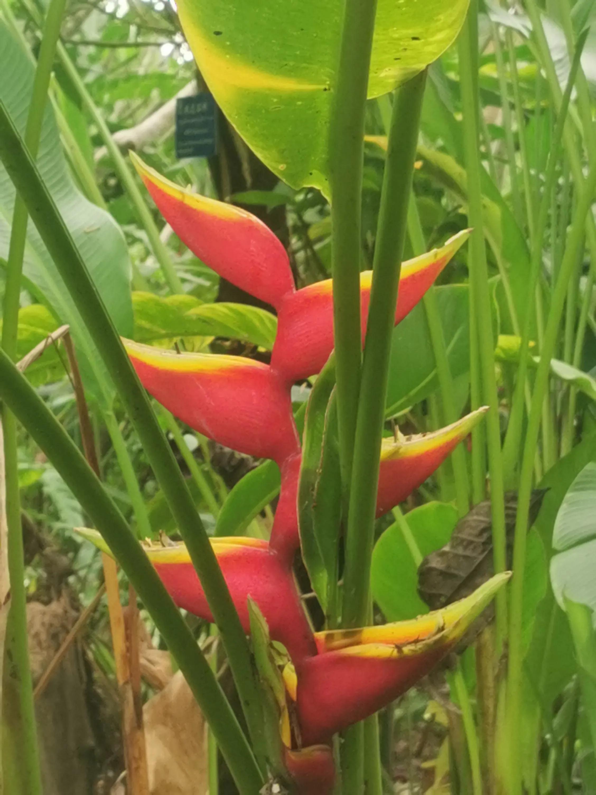 西双版纳融创铂尔曼酒店,重庆飞西双版纳旅行团