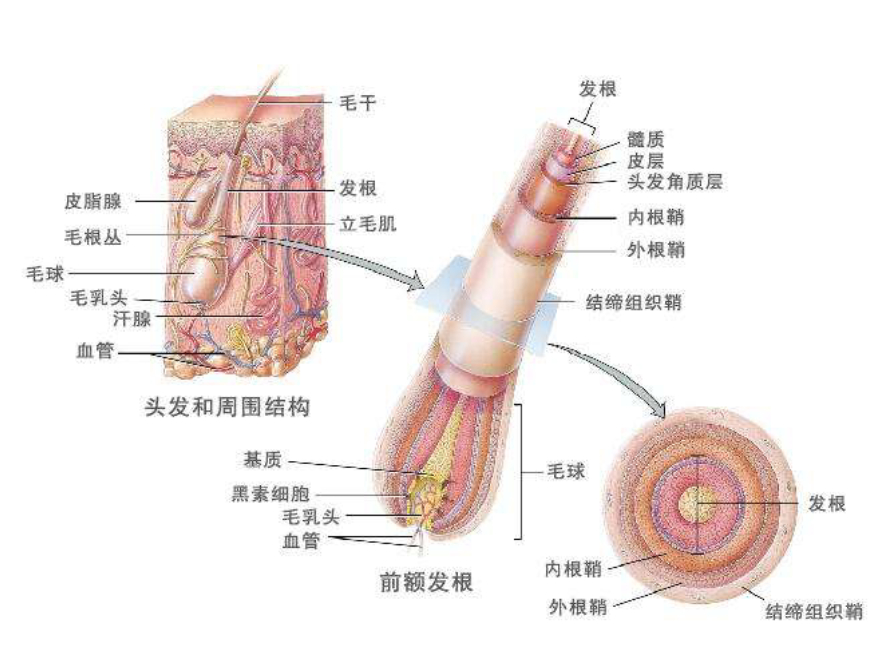 人类全身褪去毛发后，为何只留下了头发、阴毛和腋毛？忘记褪了？