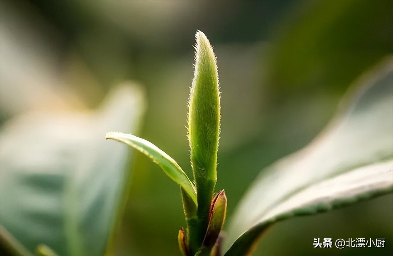 茶叶知假买假,茶叶有假品牌