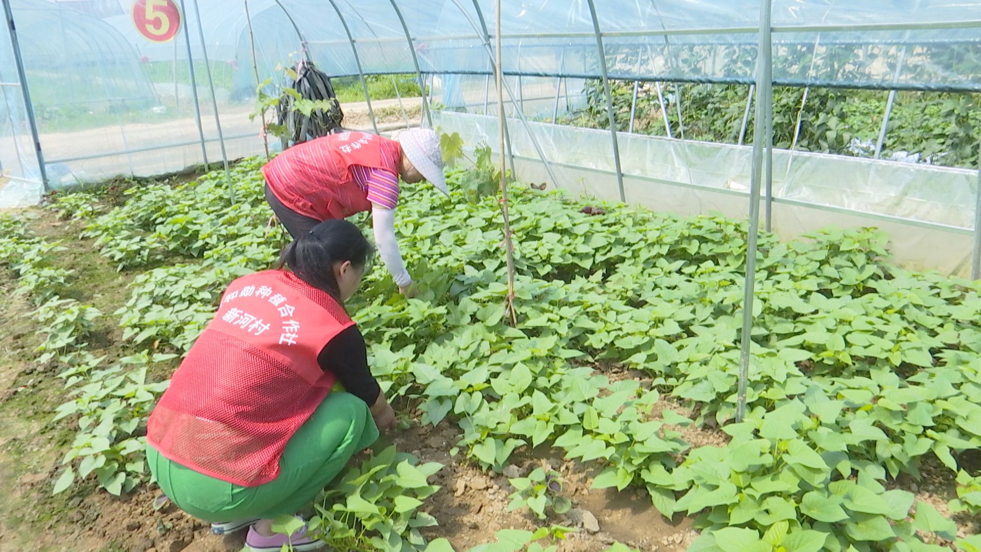 盘活闲置农房推进乡村振兴,盘活土地资源助推乡村振兴