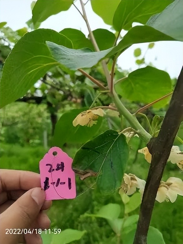 香芹酚与灰霉病,柑橘灰霉病用香芹酚