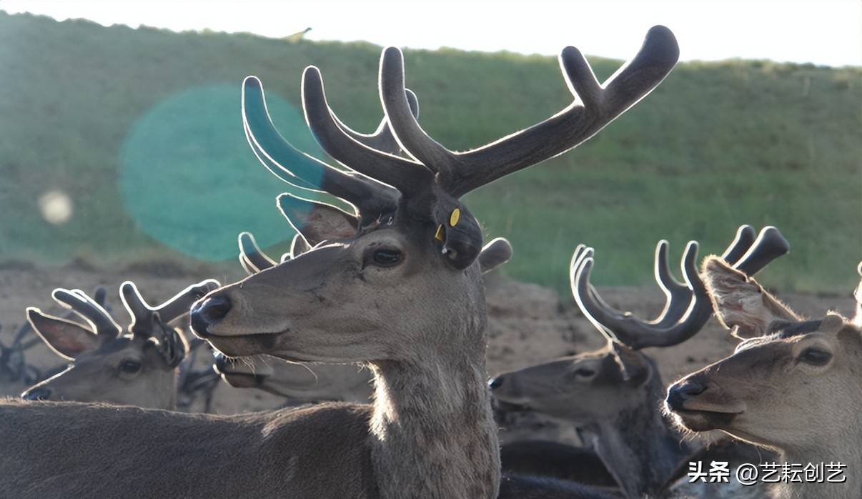 全国农产品产地分布图,甘肃省特色农产品有哪些