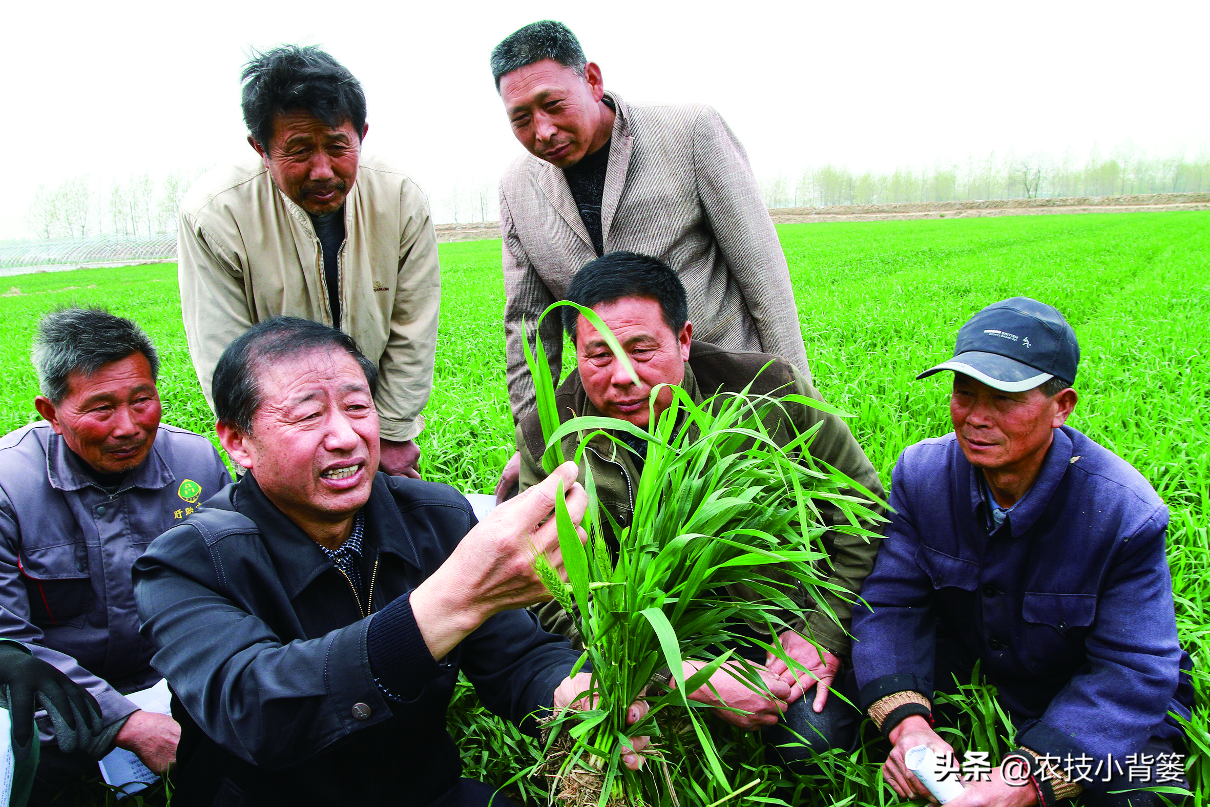 果树缺钙吃什么钙肥好,哪种肥料容易引起钙流失