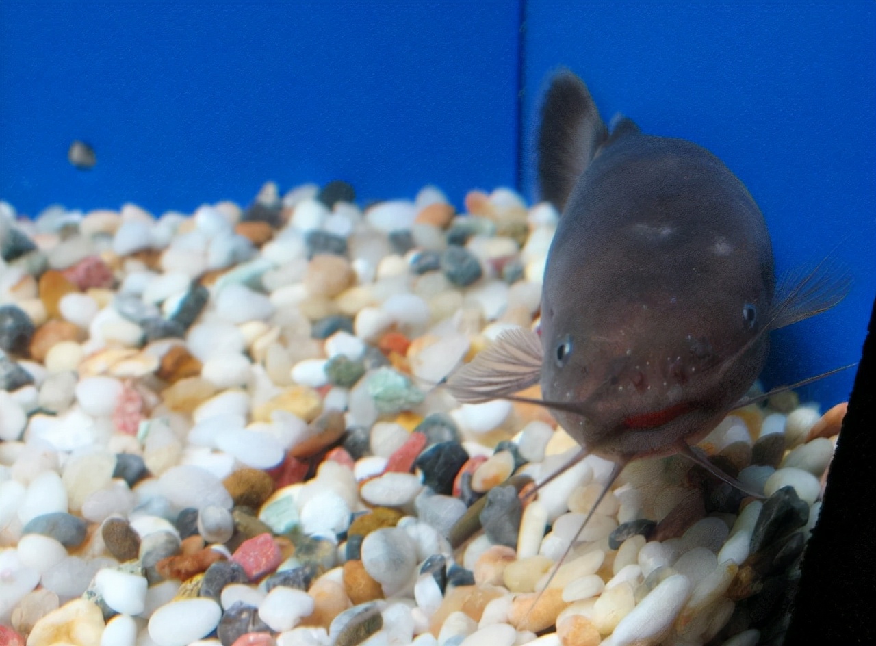 电鳗为什么可以发出电,电鳗是怎么放电的怎么电不到自己