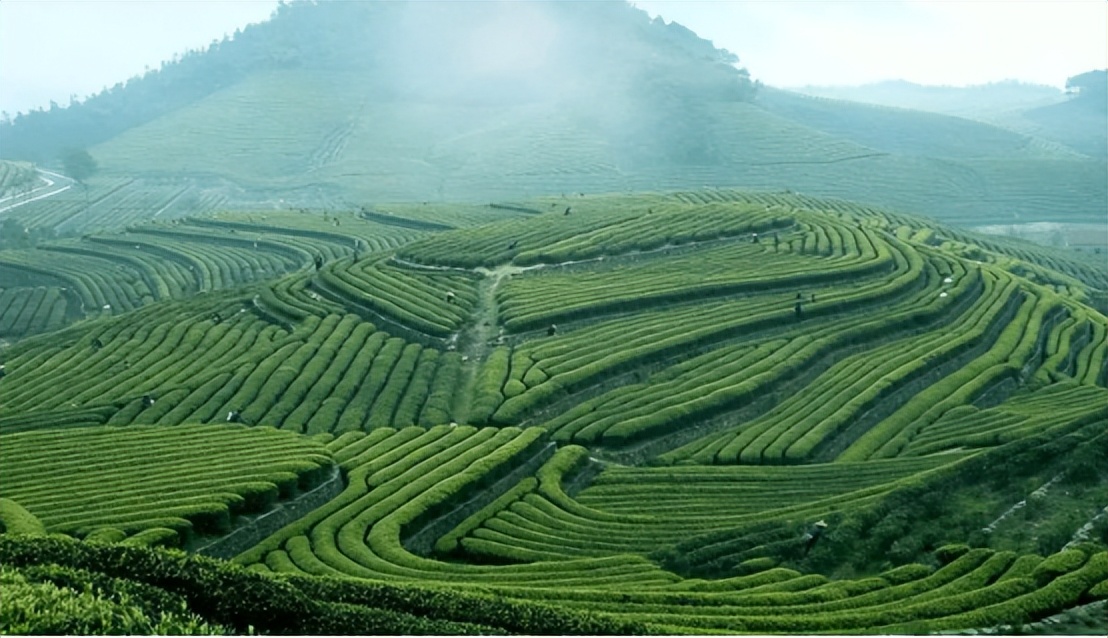 网上买茶的十大套路是什么,怎样在网上买茶靠谱