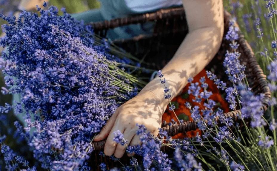 阳刚坚定的穗花薰衣草精油，勇敢为自己发声