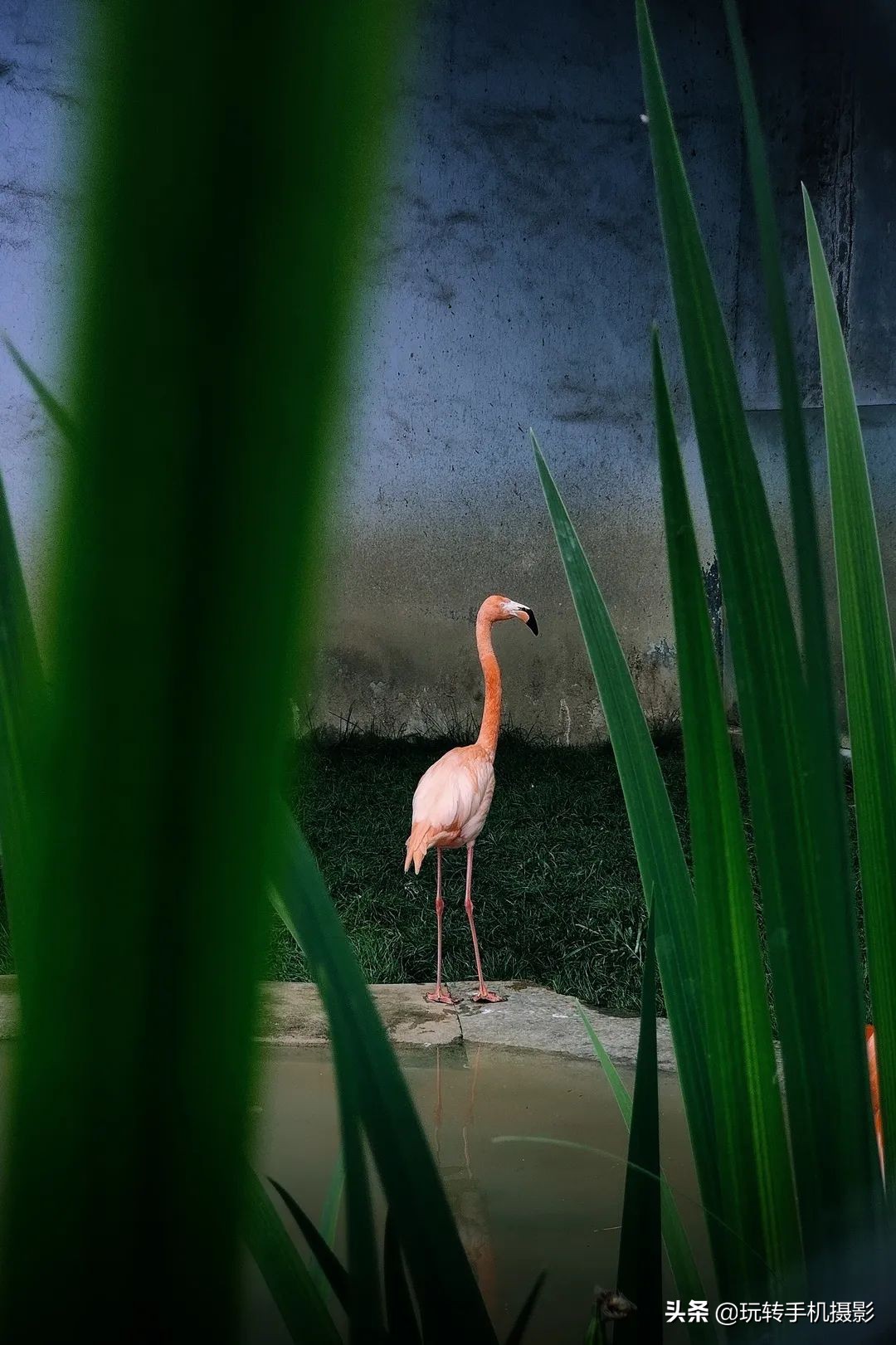 手机单反镜头有用吗,手机镜头跟单反有何区别