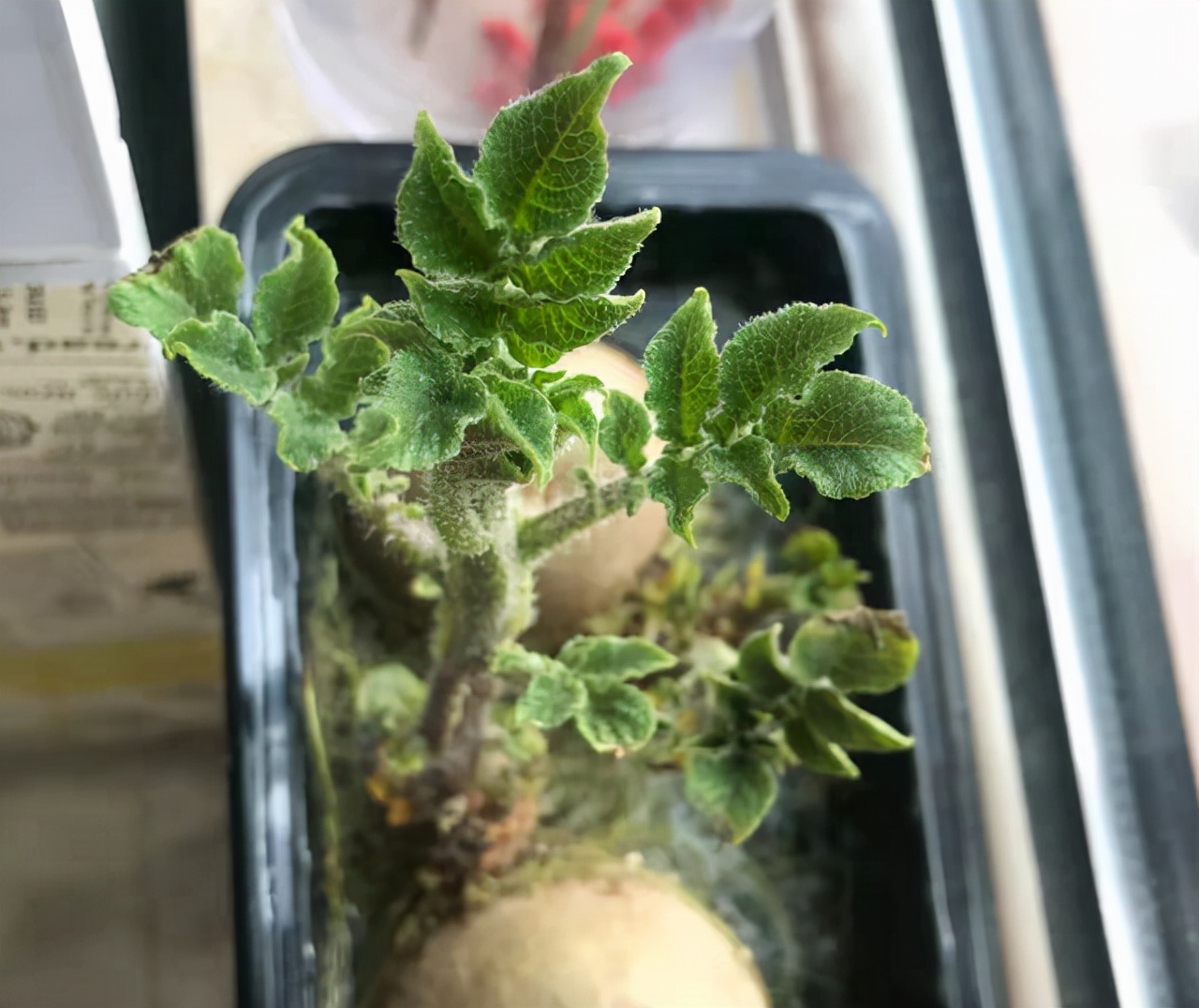 扔在水里就能活的绿植,类似绿萝扔水里就能活的植物