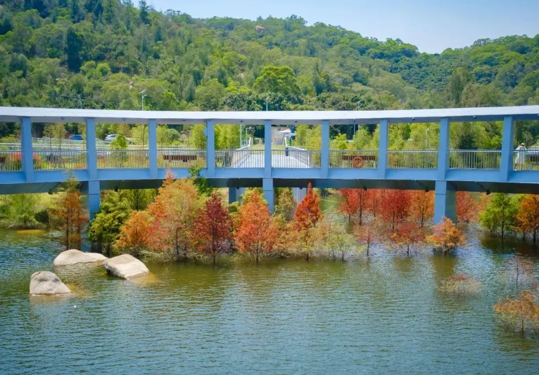 厦门秋游最佳去处,厦门周边秋游