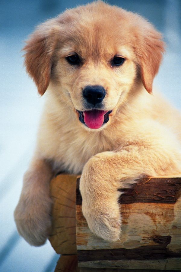 如何给狗狗清理嘴,怎么清理狗狗的爪子