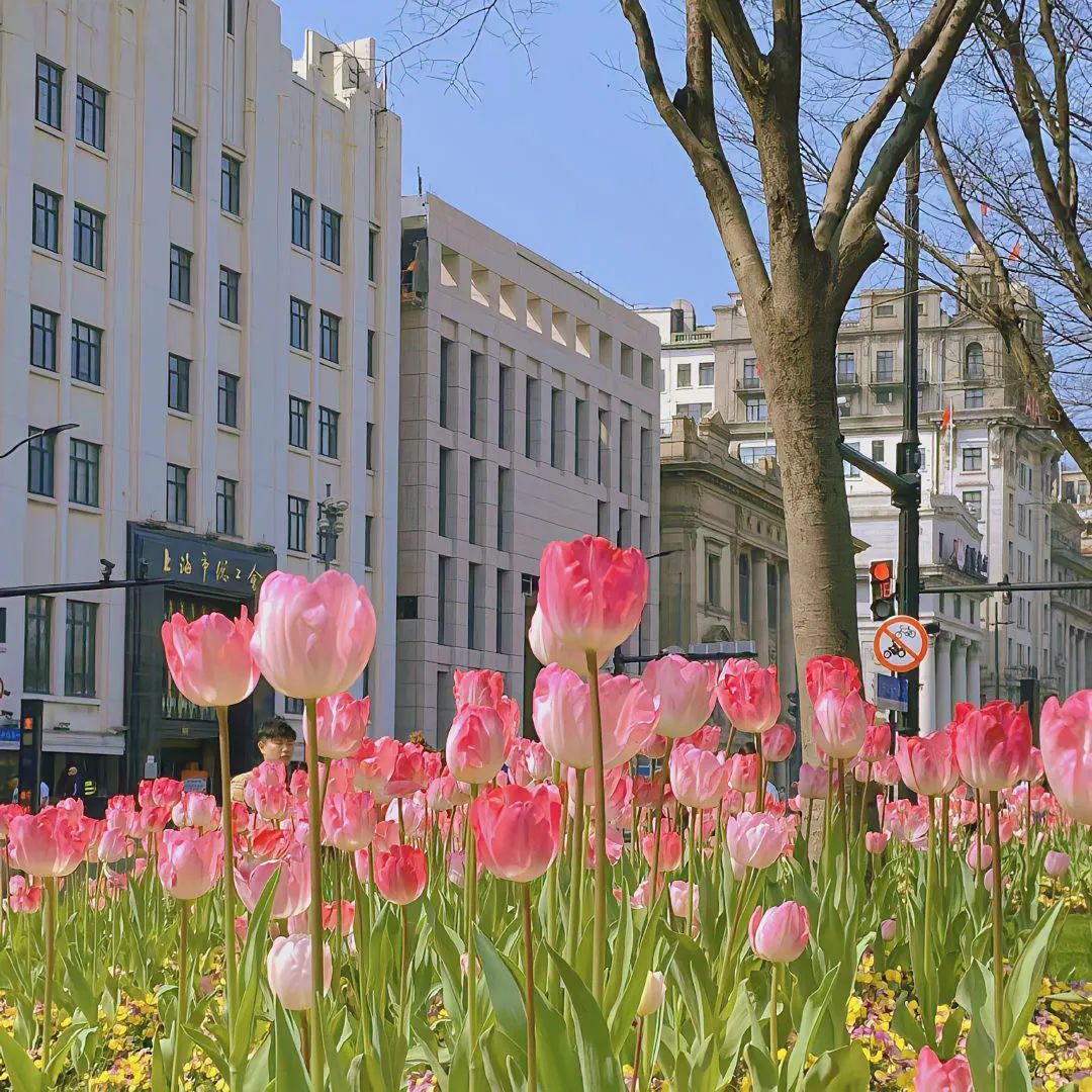 背景图ins风鲜花,ins复古黑色鲜花壁纸