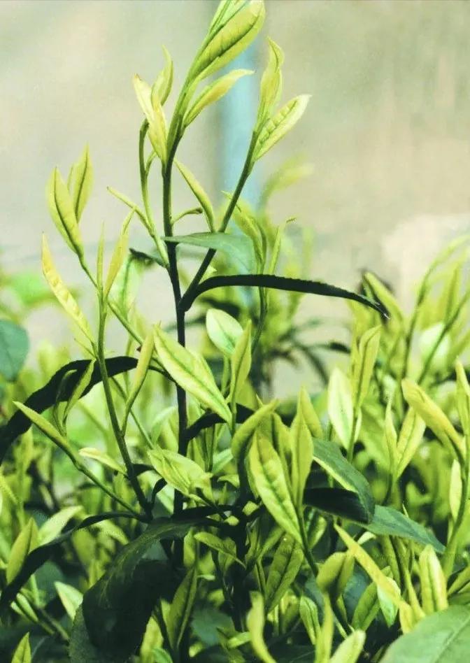 古人洗头用什么洗发水好,古人没有洗发水是用什么来洗头的