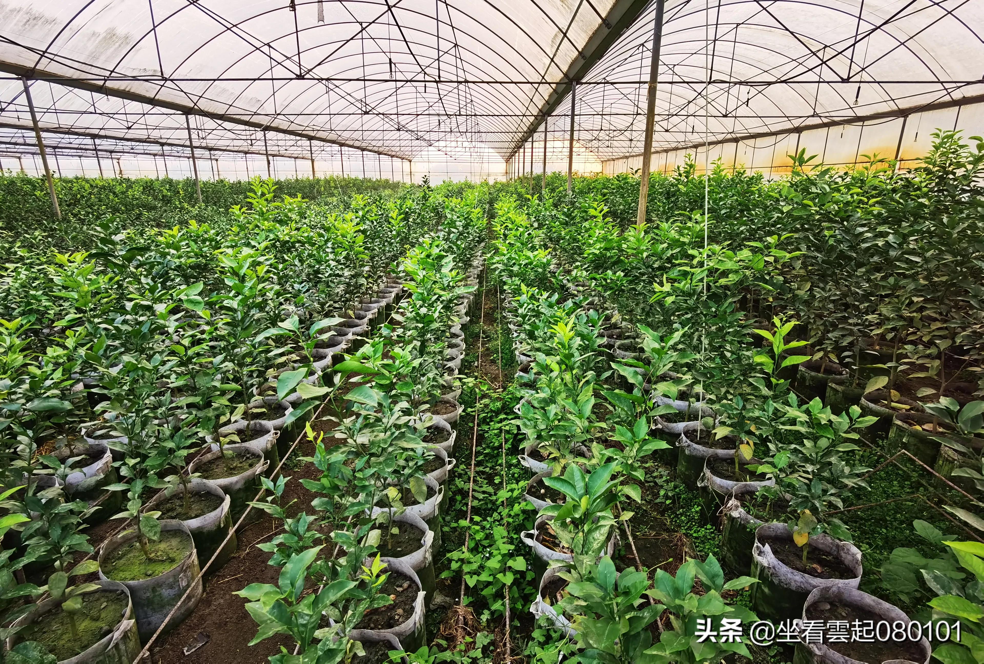 柑橘的一首诗,柑橘诗词