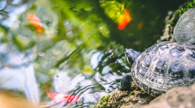 有灵性的5种动物千万别伤害,千万别伤害这五大灵性动物