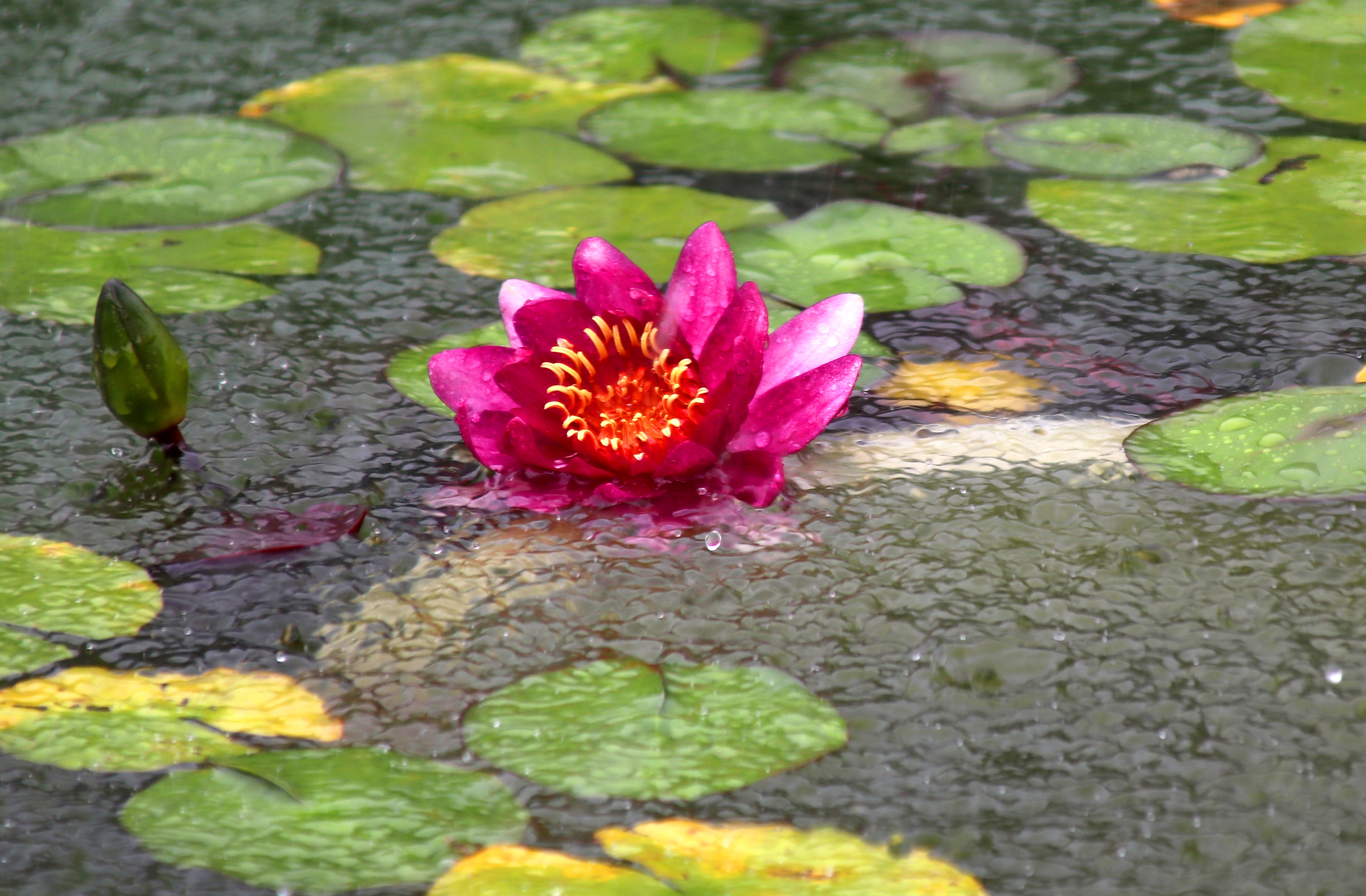 宿迁双色睡莲惊艳绽放,惊艳的睡莲