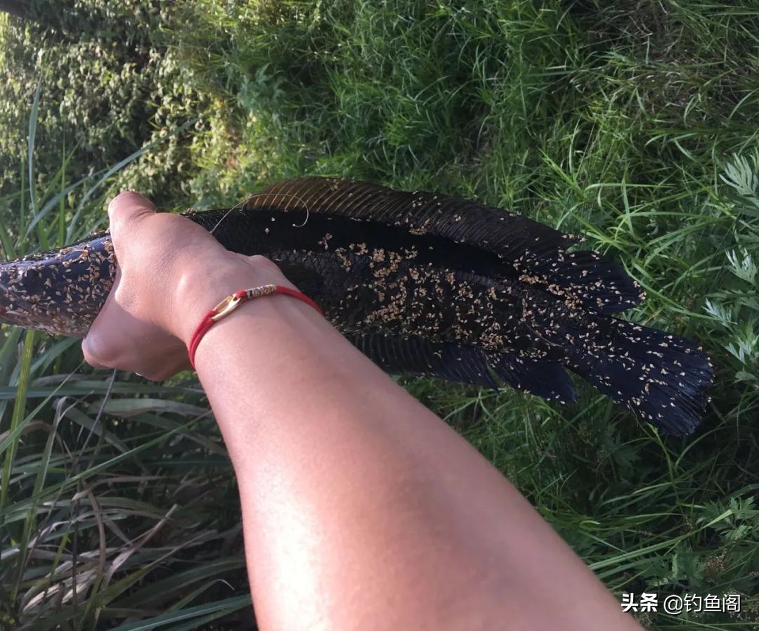 钓鱼最省钱的渔具,钓鱼最普通鱼饵有哪些