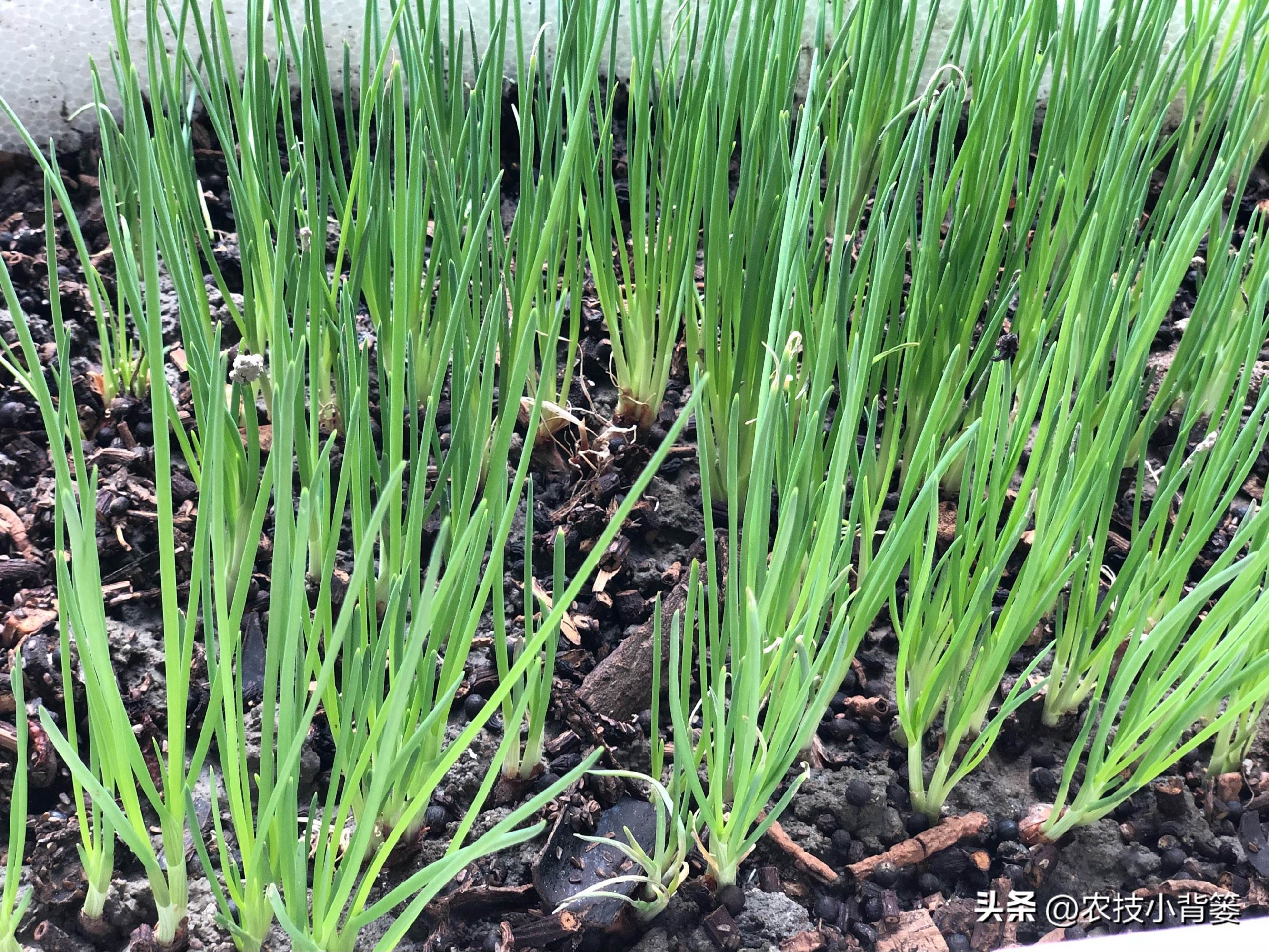 小香葱的种植方法与时间,小香葱播种多久可以采收