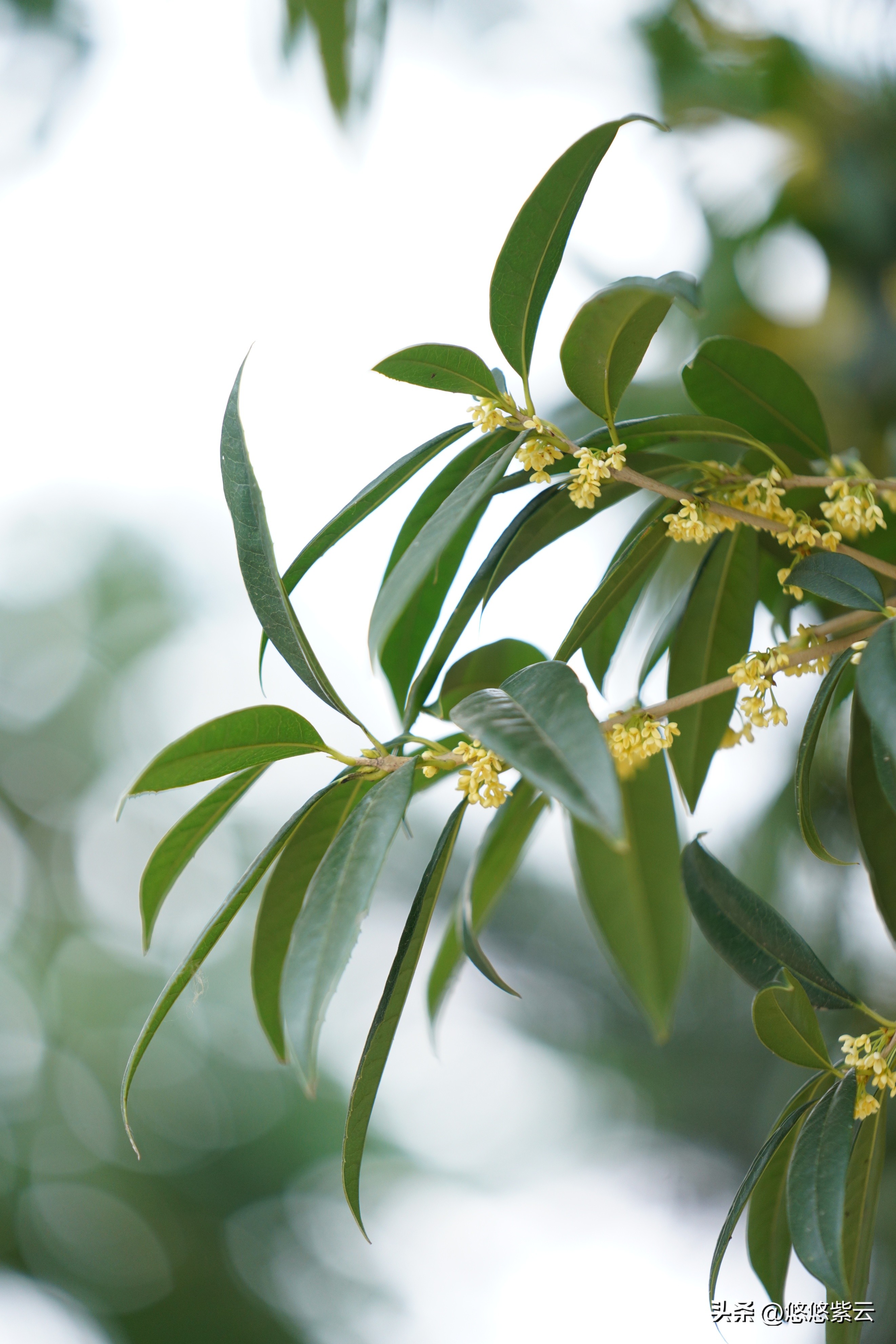襄阳桂花,襄阳八月桂花遍地开