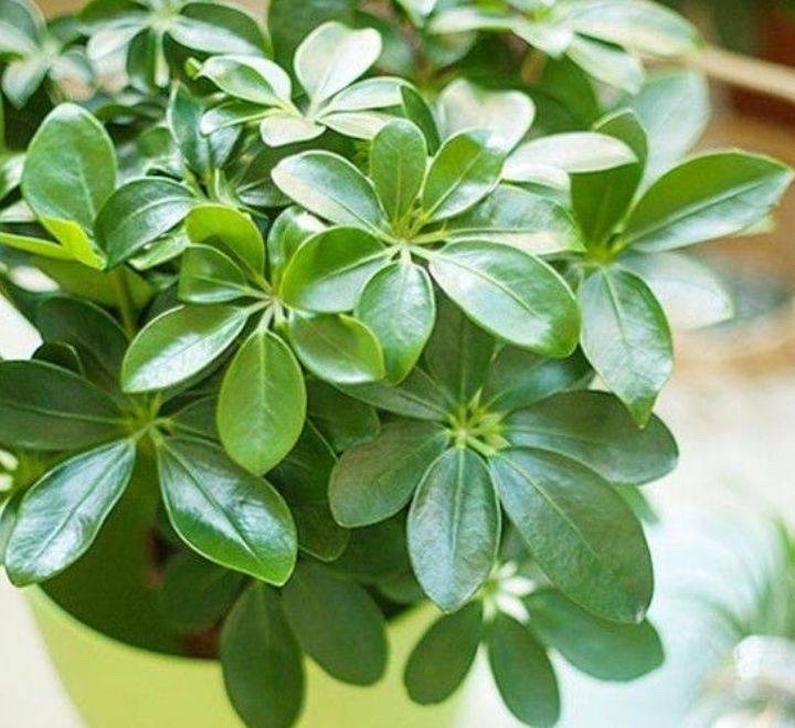 客厅最旺财的4种树,客厅种什么绿植最佳风水好