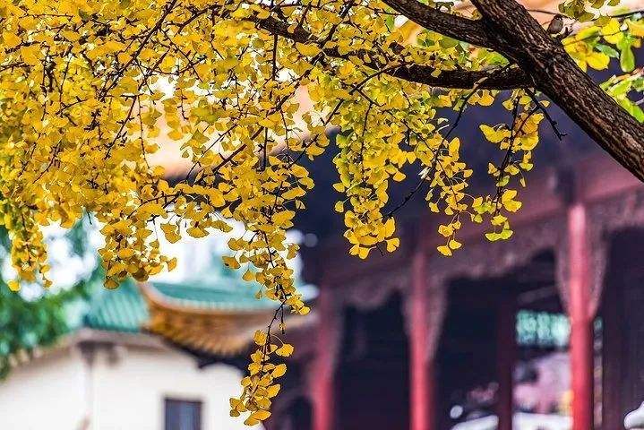 辛弃疾最霸气的十首诗鹧鸪天送别,辛弃疾登建康赏心亭朗诵