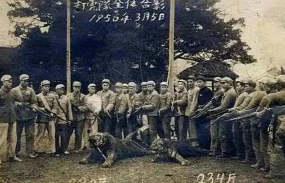 老虎老了会饿死吗,狮子老虎为什么要灭绝