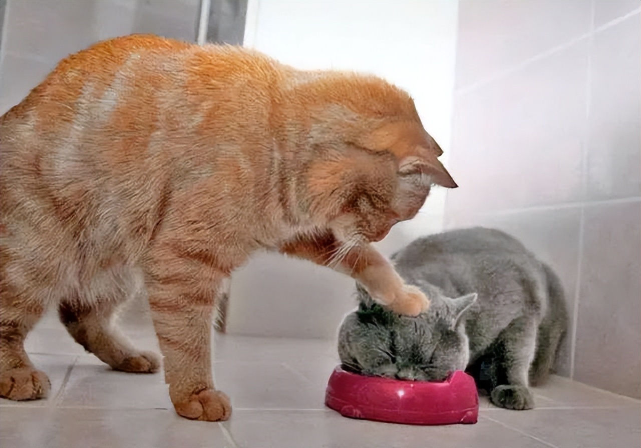 家里养几只猫会传染结肠炎吗,家里养几只猫对孩子学习有影响吗