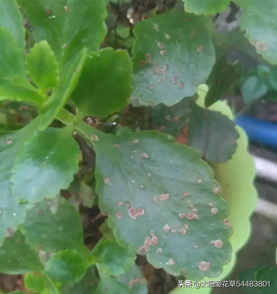 再买多肉，一定坚持5不选，不是误导，是过来人的经验教训