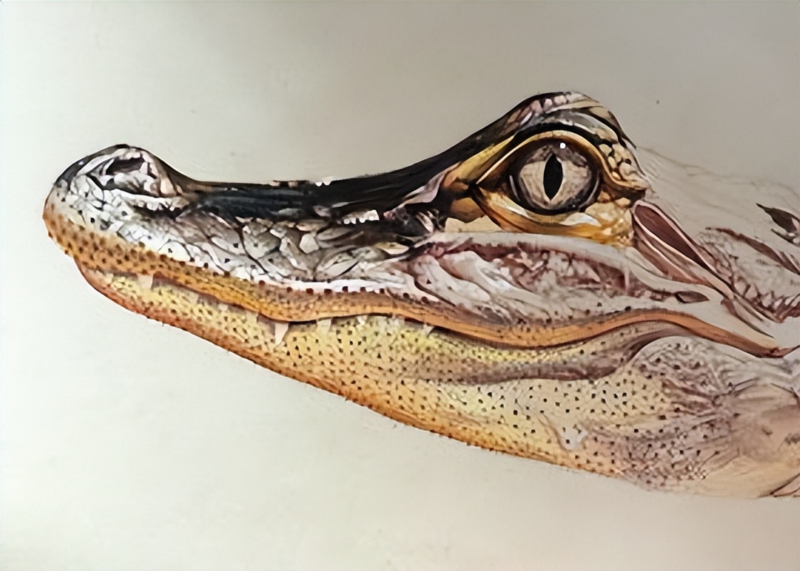 如果你突然被蛇吞下，能否划开蛇肚出逃？科学家作死实验走进蛇窝