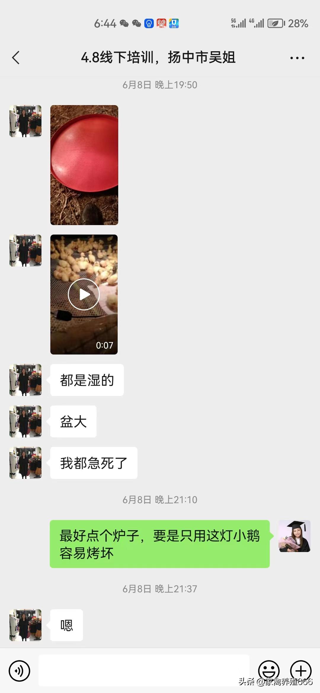 养鹅致富不走寻常路的创业故事,养鹅创业之路