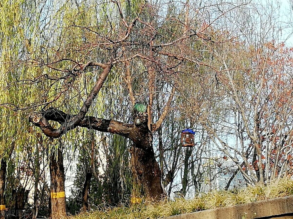 七绝咏雪100首,岁末咏雪的七绝诗