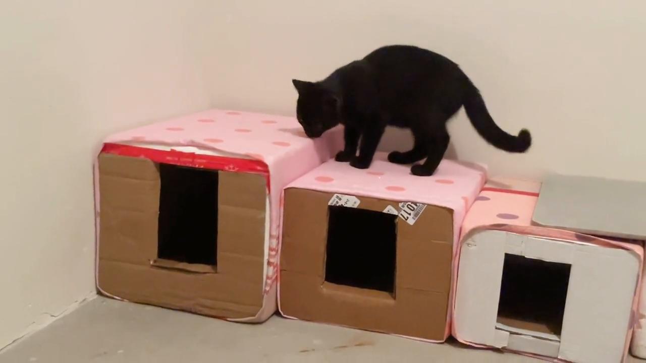 泡沫改造房屋,泡沫纸箱改造猫窝