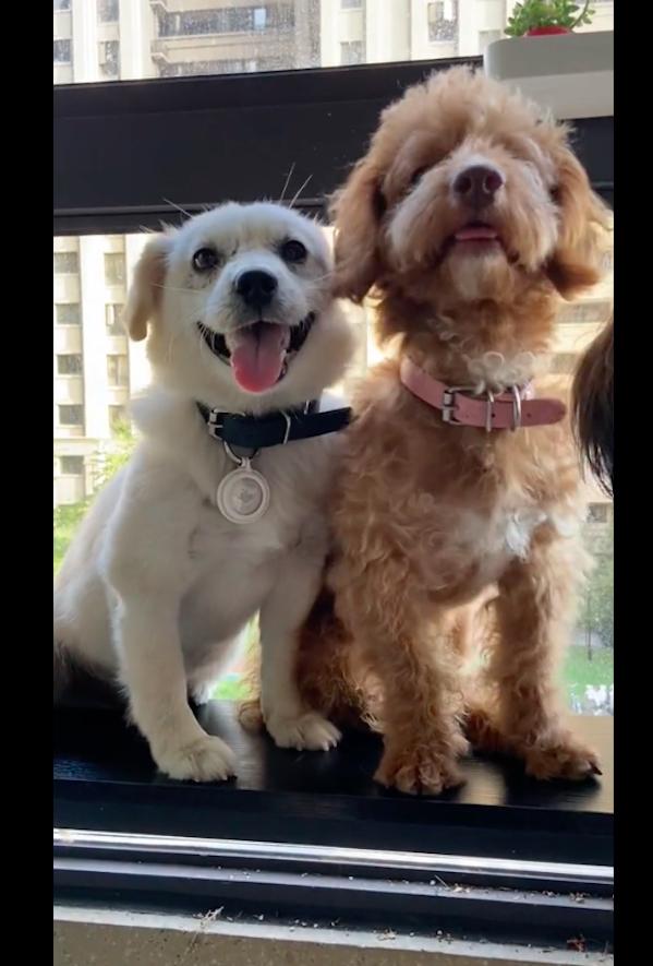 偶遇一只小狗,偶遇一只奄奄一息的小奶狗