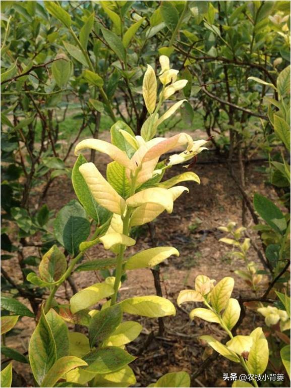 蓝莓黄叶几个月了还有救吗,蓝莓叶脉失绿发黄怎么办